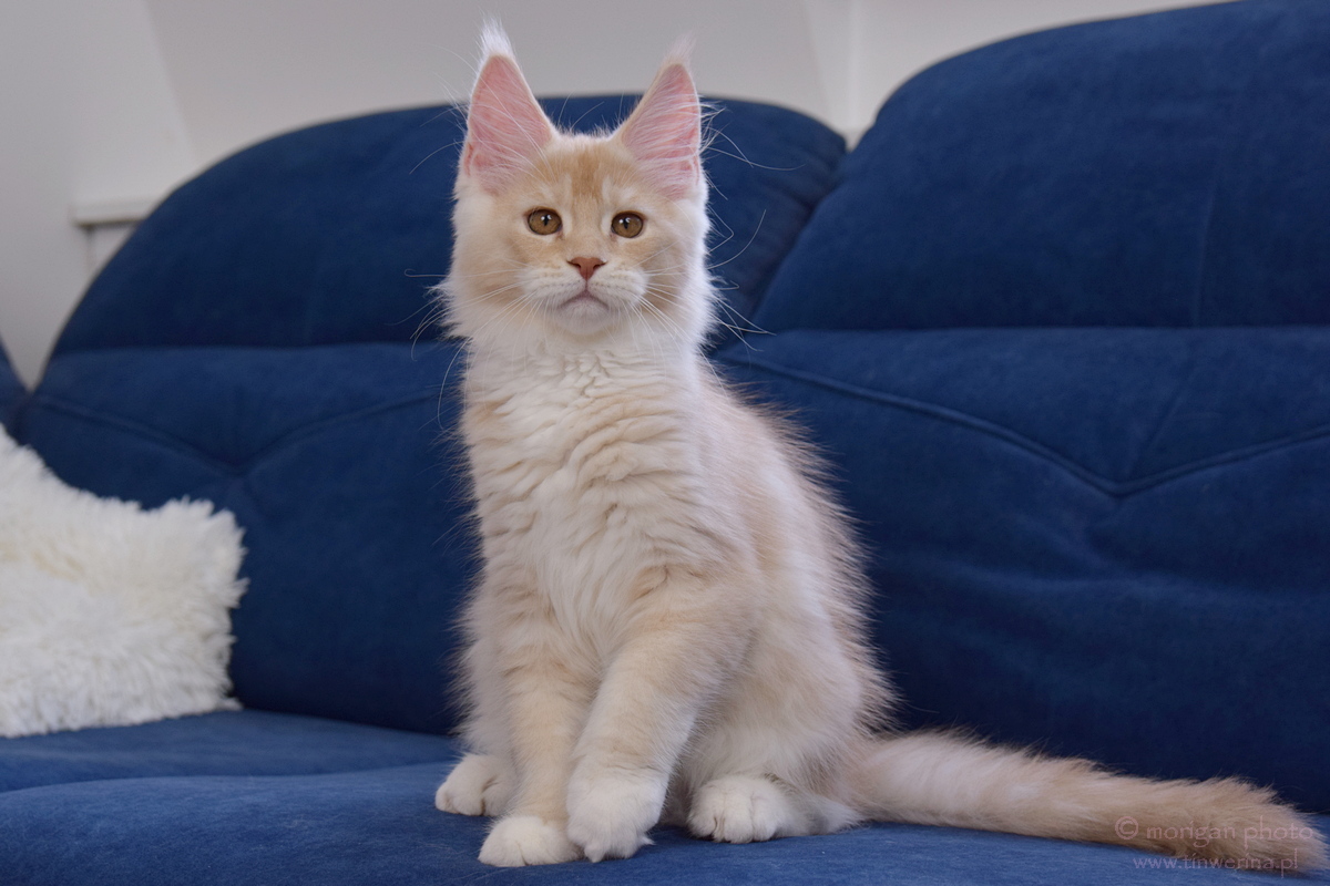 kocięta maine coon